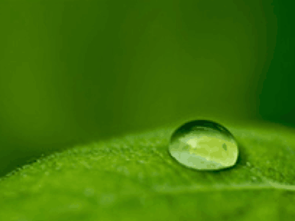 LD防腐高效防水剂图片2